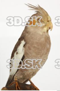 Cockatiel - Nymphicus hollandicus 0046